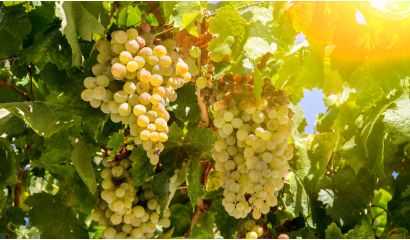 Sauvignon Blanc Touraine Val de Loire