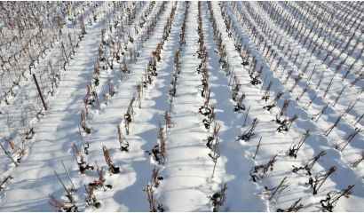 Bermersheimer Hildegardisberg Silvaner Eiswein 