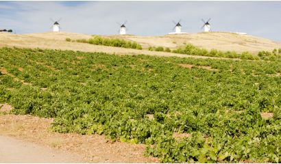 Masia J. Merlot Castilla