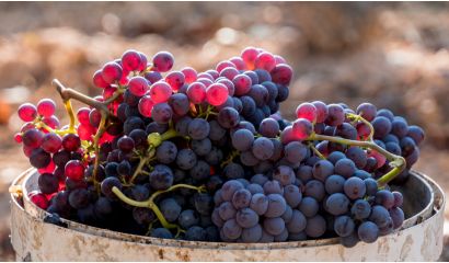 Terramar Merlot-Syrah Reserva Priorat DOC