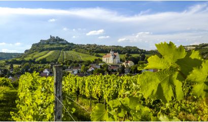 Studeny Gelber Muskatteller Weinviertel