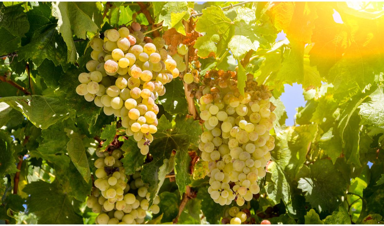 Sauvignon Blanc Touraine Val de Loire