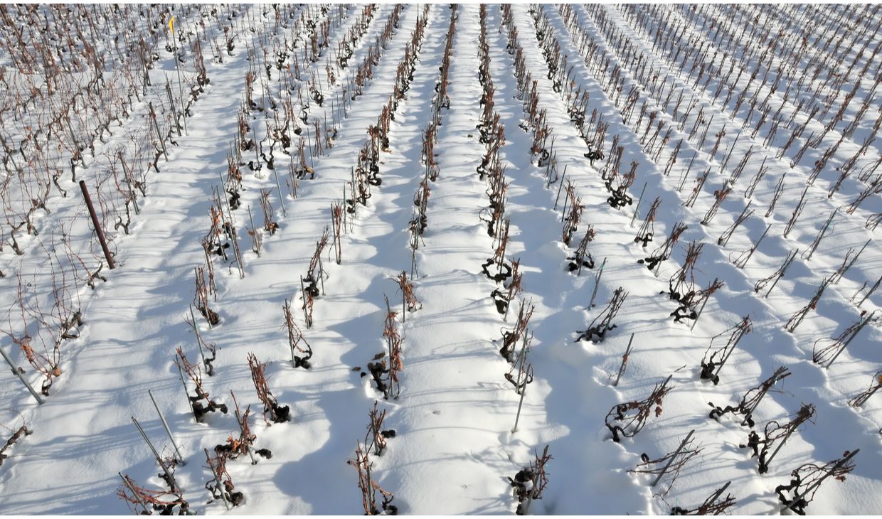 Bermersheimer Hildegardisberg Silvaner Eiswein 