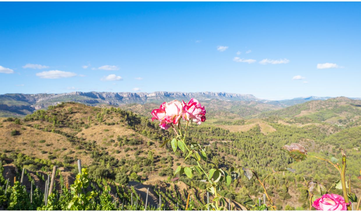Lo Cabalo Reserva Priorat