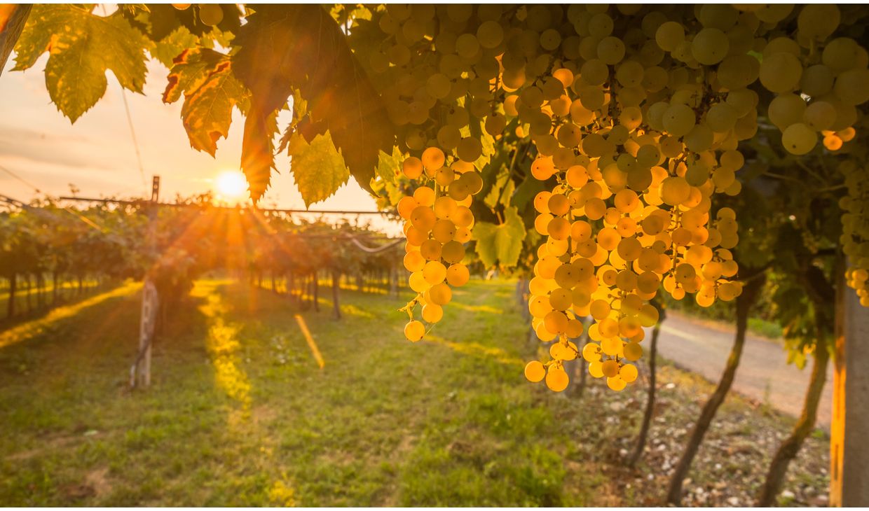 Filari Galasso Trebbiano d ’Abruzzo