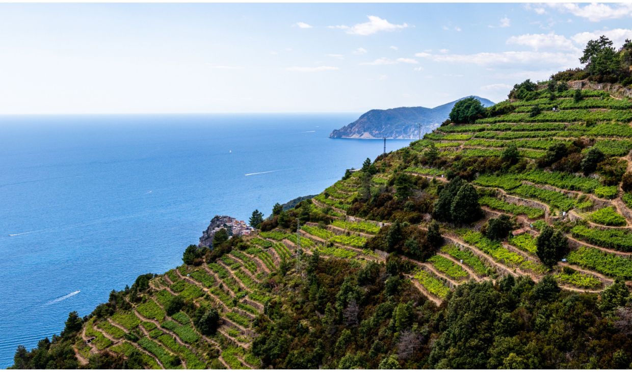 Irpinia Aglianico DOC        
